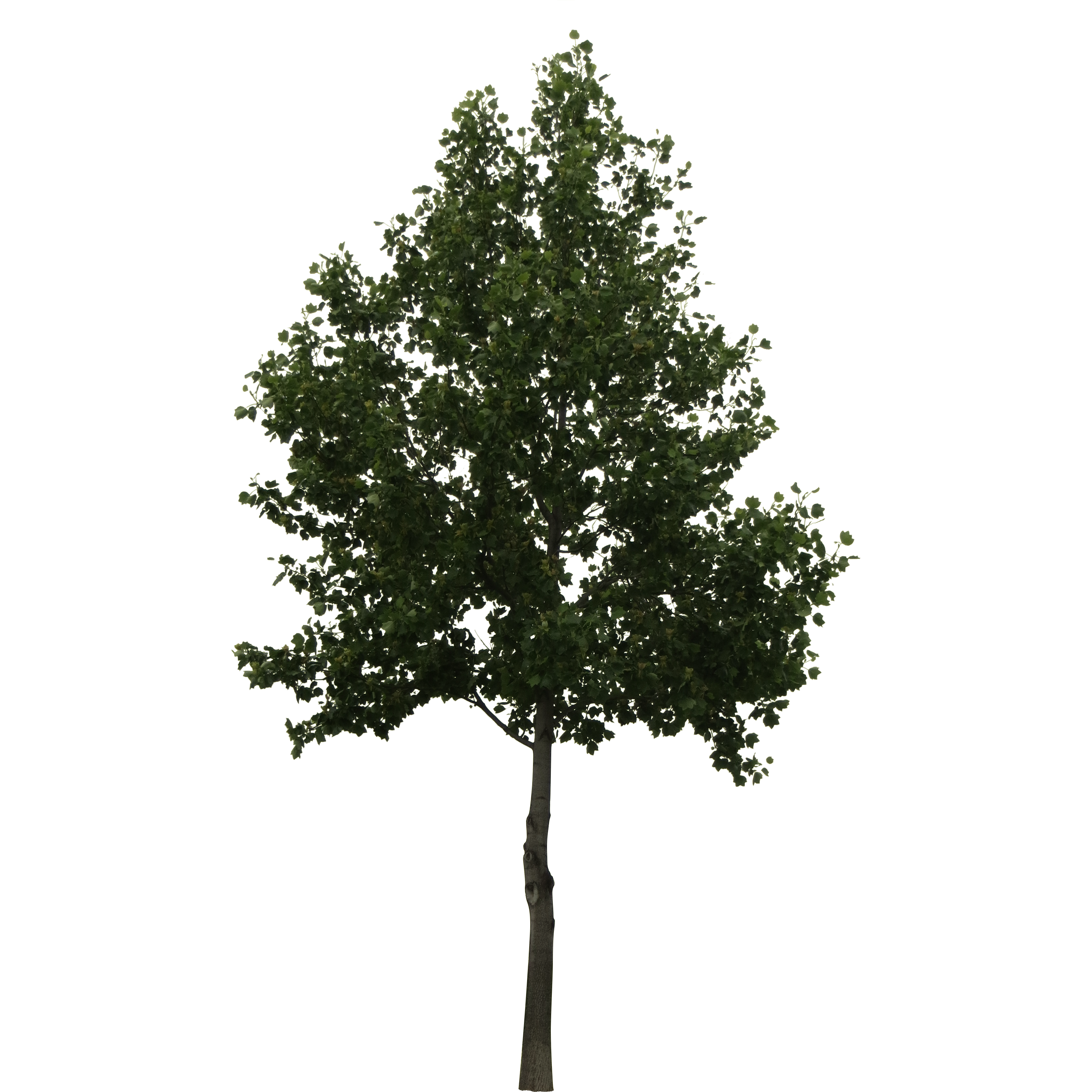 Cut Out Trees Photoshop Cut Out Trees Photoshop