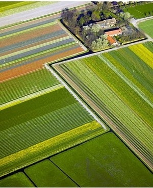 Farm Field Birds Eye View