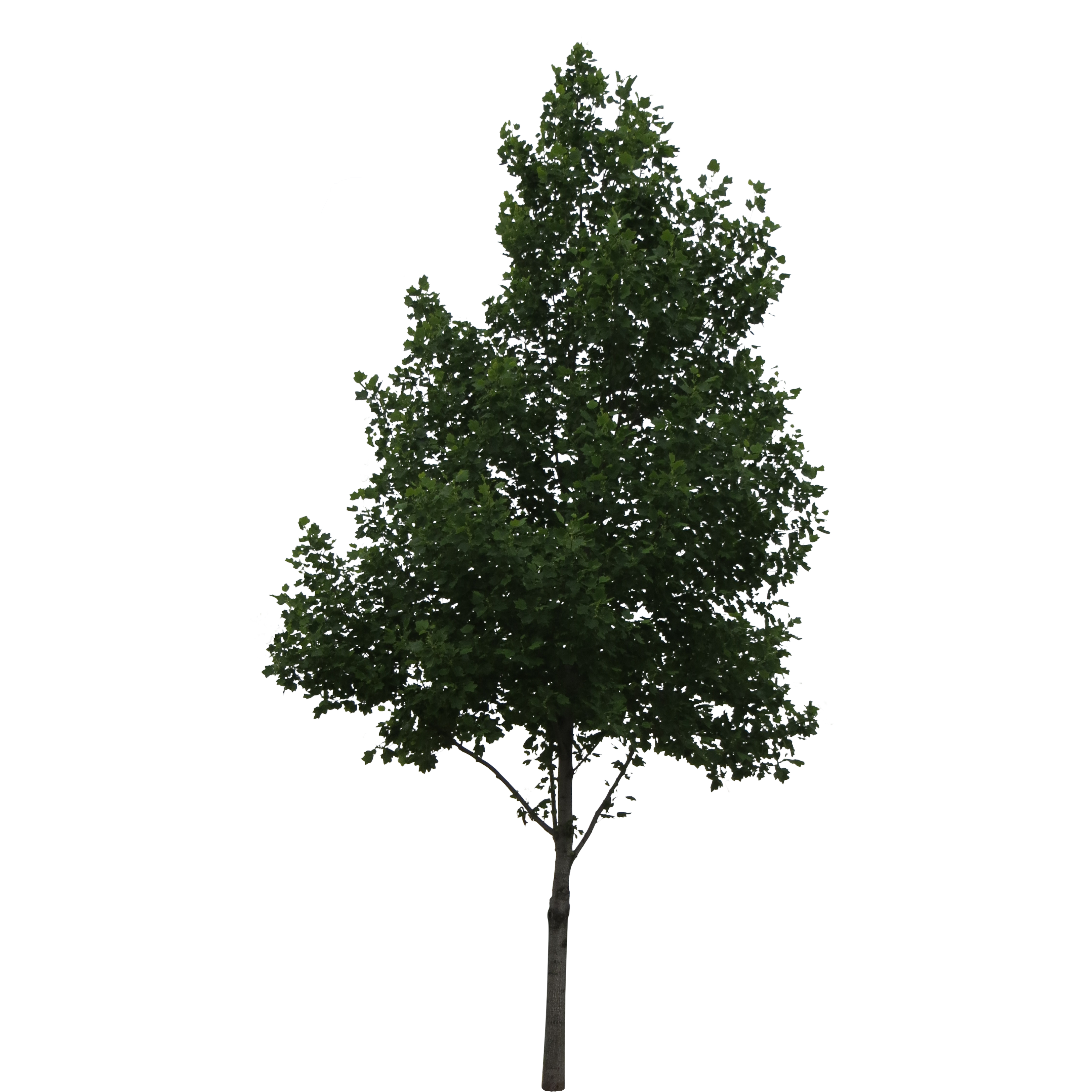 Photoshop Tree Cutout Photoshop Tree Cutout