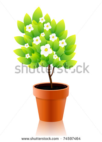 Plant Growing in Flower Pot