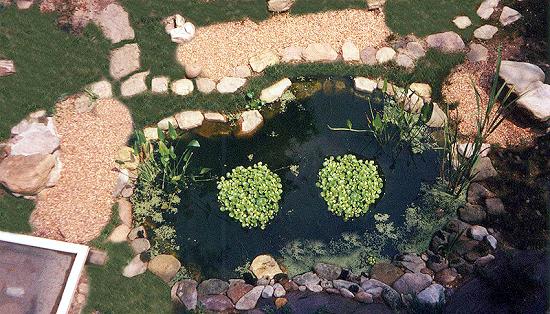 Pond View From Above