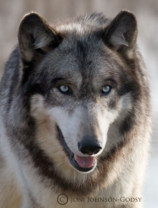 Real Wolves with Blue Eyes