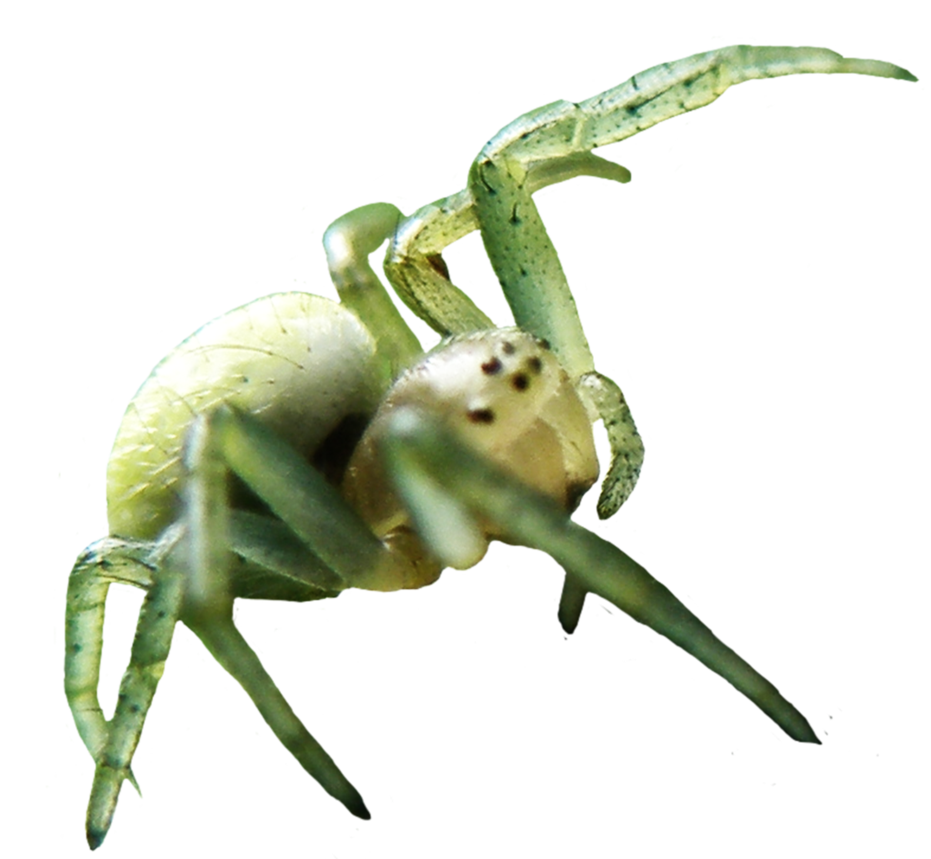 Spider On Transparent Background Spider On Transparent Background
