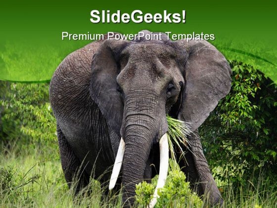 African Elephant PowerPoint Template