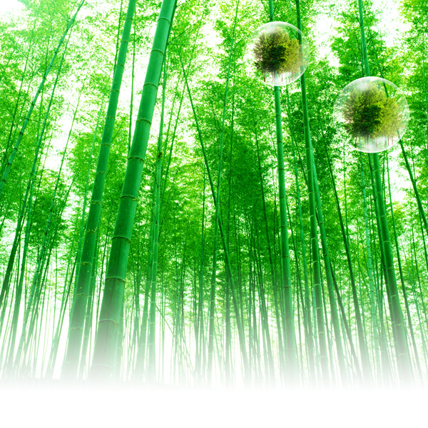 Bamboo Forest Leaves Outline