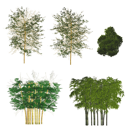 Bamboo Tree Photoshop