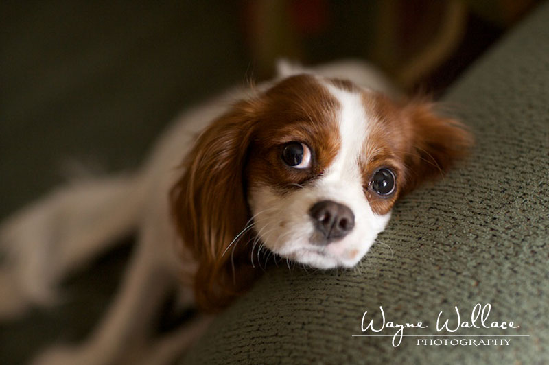 Dog Portrait Photography Pets