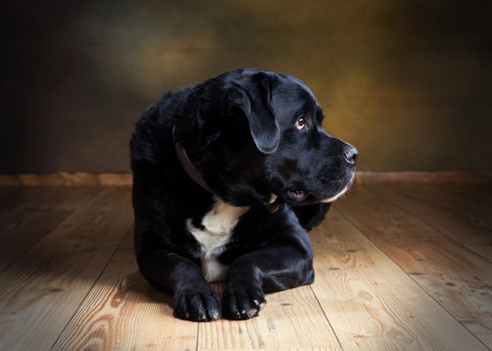 Dog Portrait Photography Pets