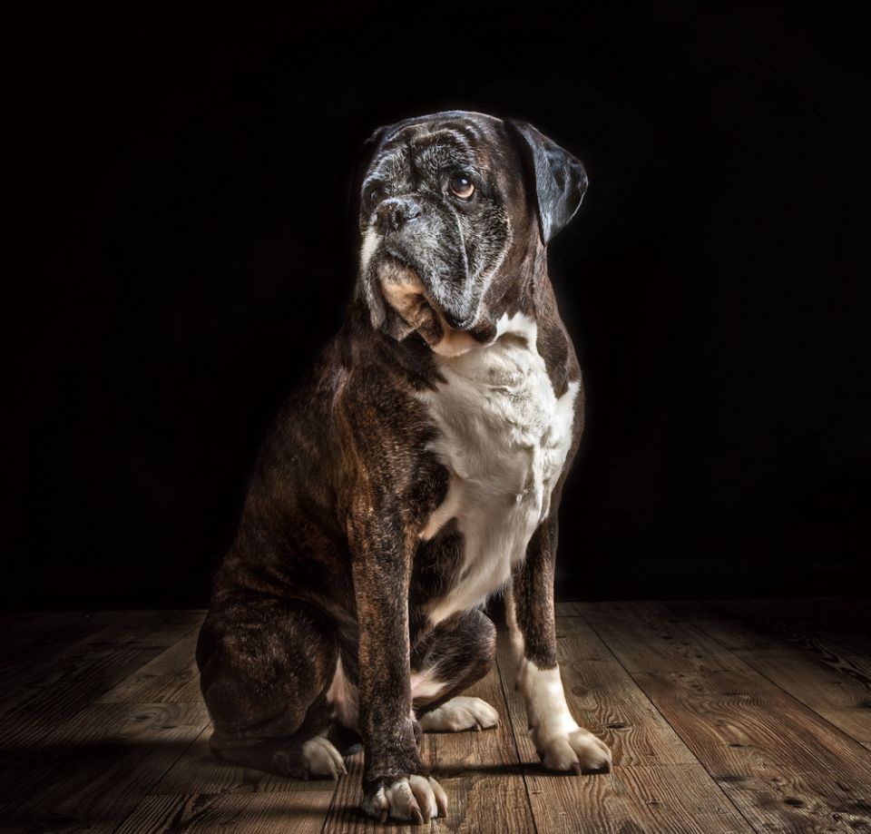 Dog Portrait Photography Pets