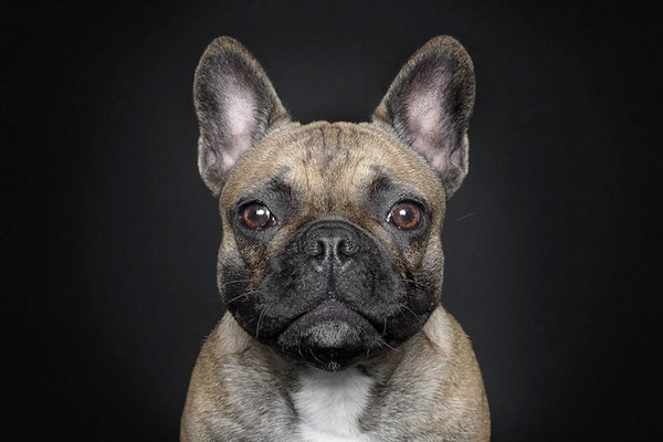 Dog Portrait Photography