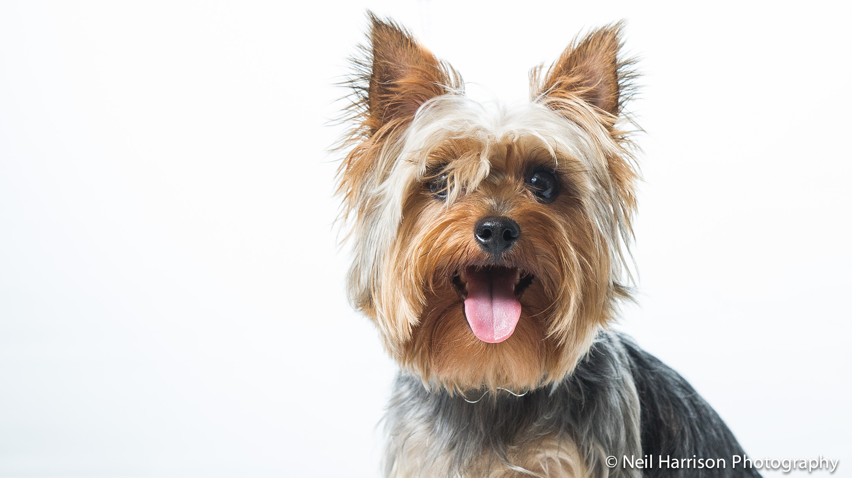 Dog Portrait Photography