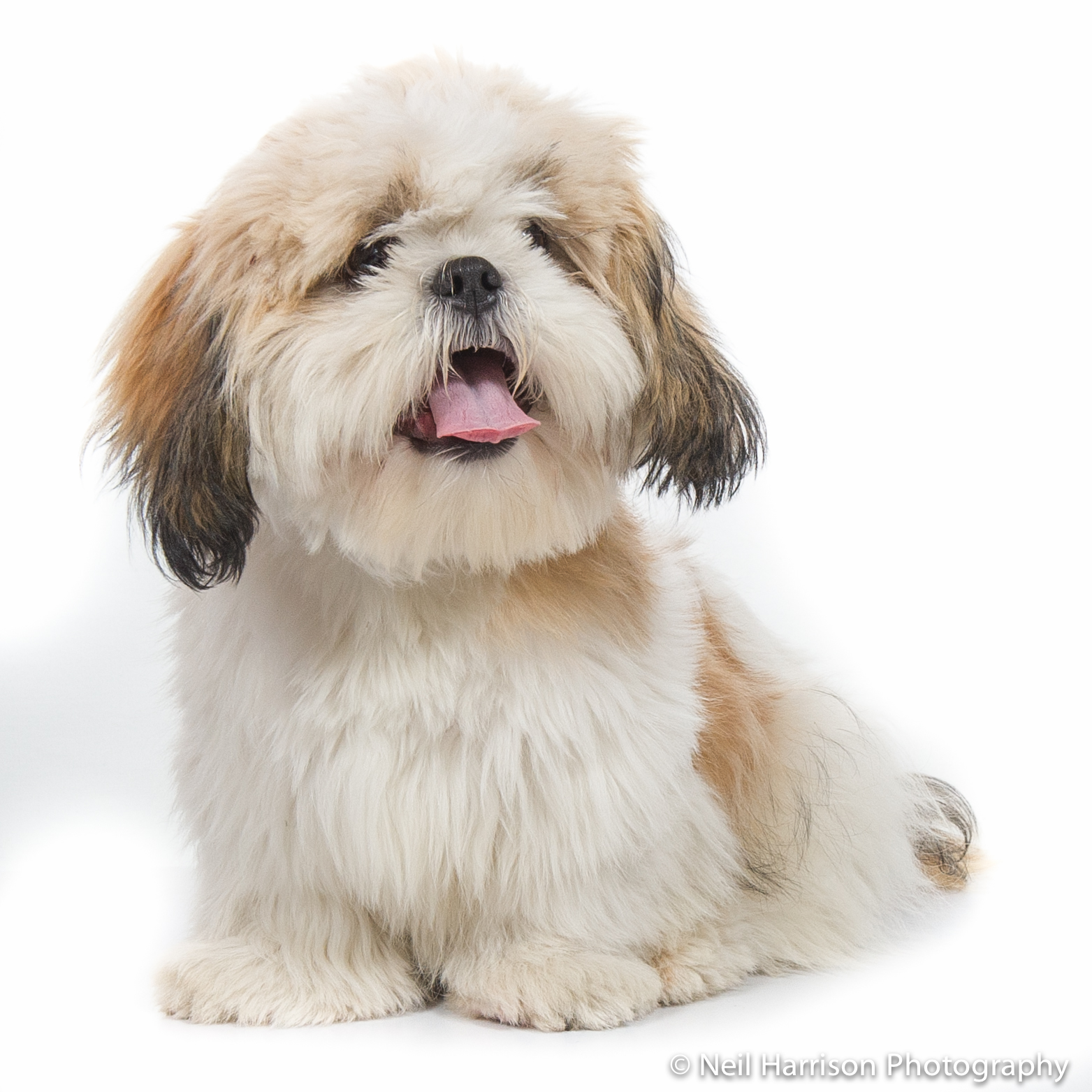 Dog Portrait Photography