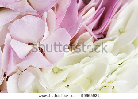 Hydrangeas Background Stock Images