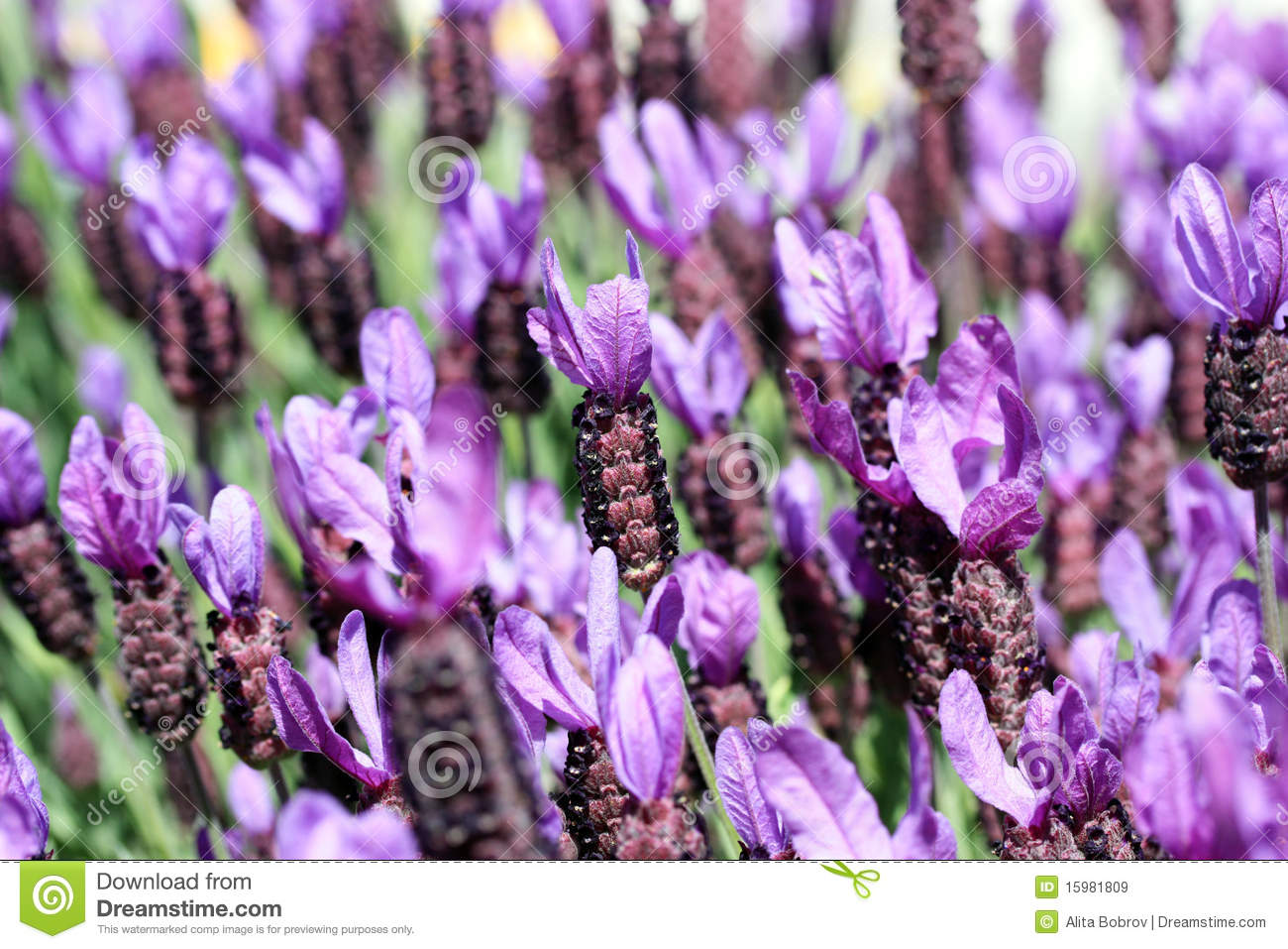 Lavendar Flowers