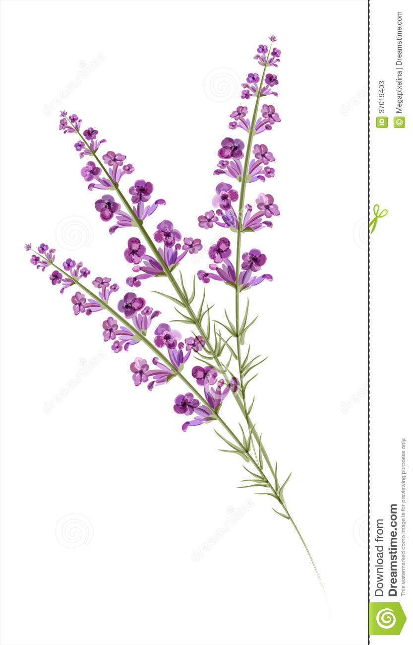 Lavender Drawing Watercolor Vector