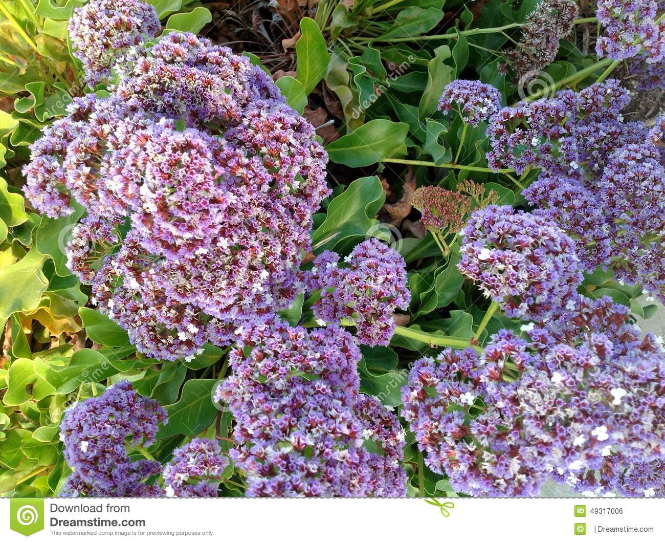 Lavender Wildflowers