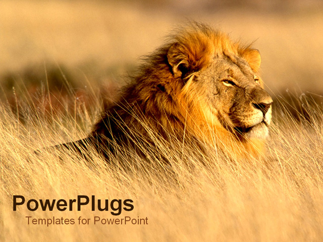 Lion PowerPoint Template