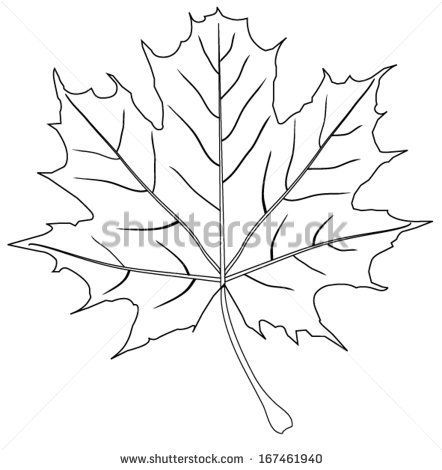 Maple Leaf Outline Vector