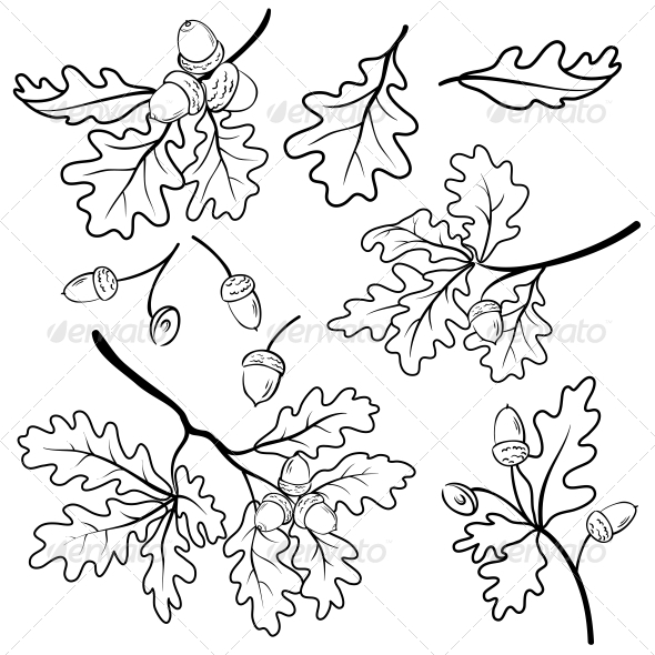 Oak Leaf Acorn Outline