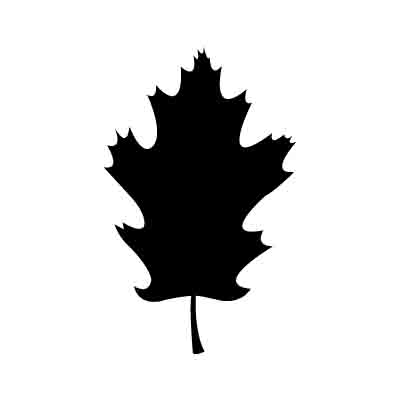 Oak Leaf Vector