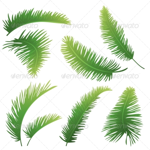 Palm Tree Branch