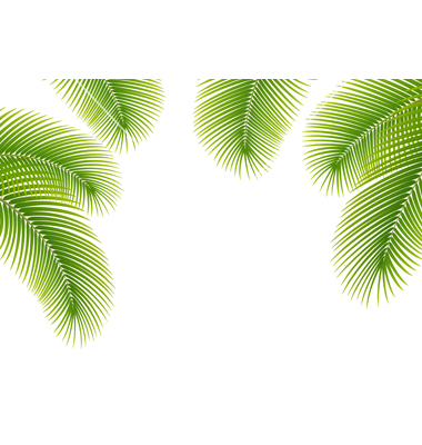 Palm Tree Leaves