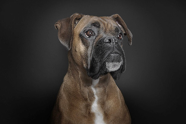 Portrait Photography with Dogs