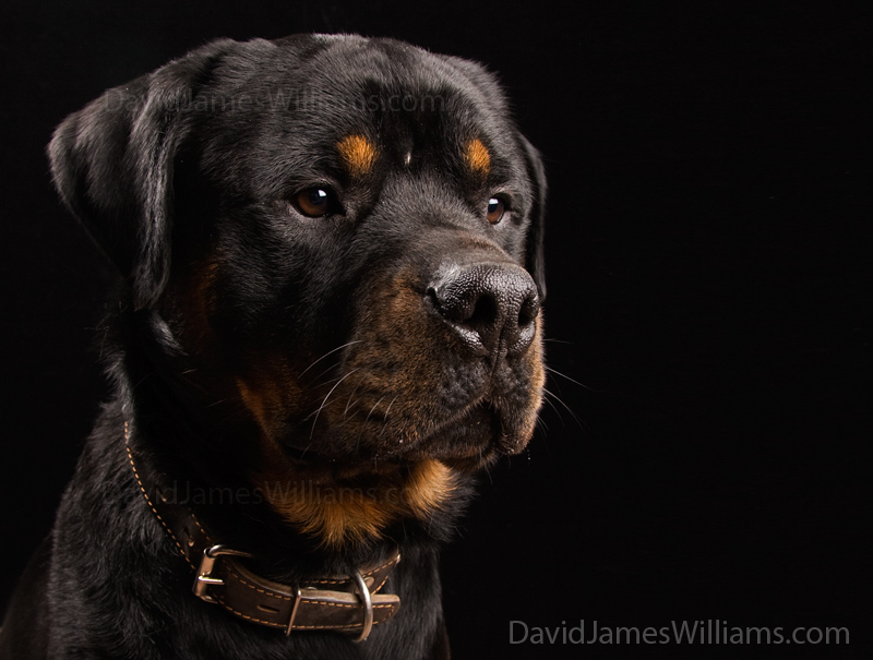 Rottweiler Dog Portrait