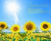 Sunflower Desktop