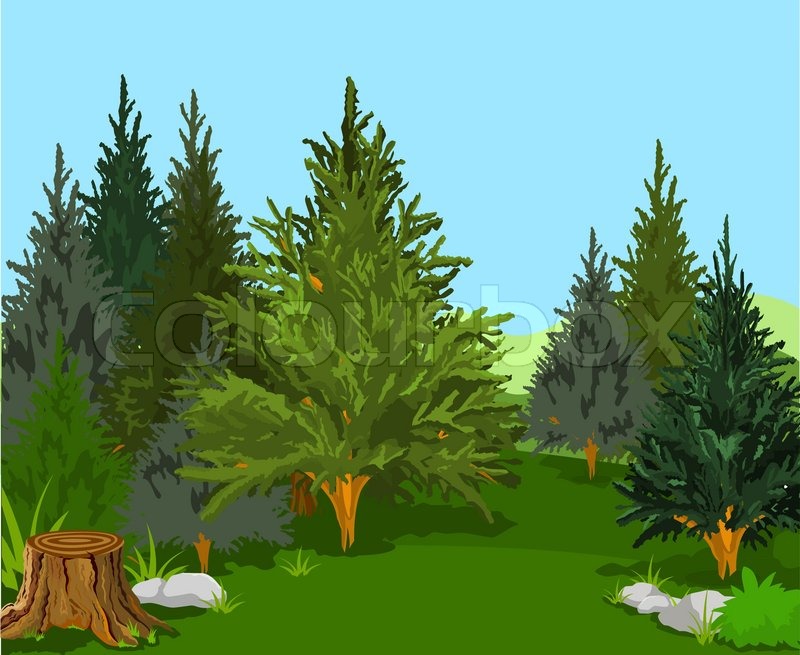 Vector Pine Tree Forest
