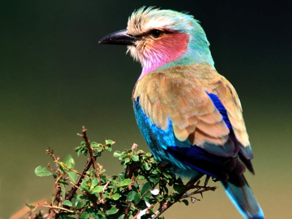 Beautiful Birds Wallpapers Free Download Beautiful Birds Wallpapers Free Download
