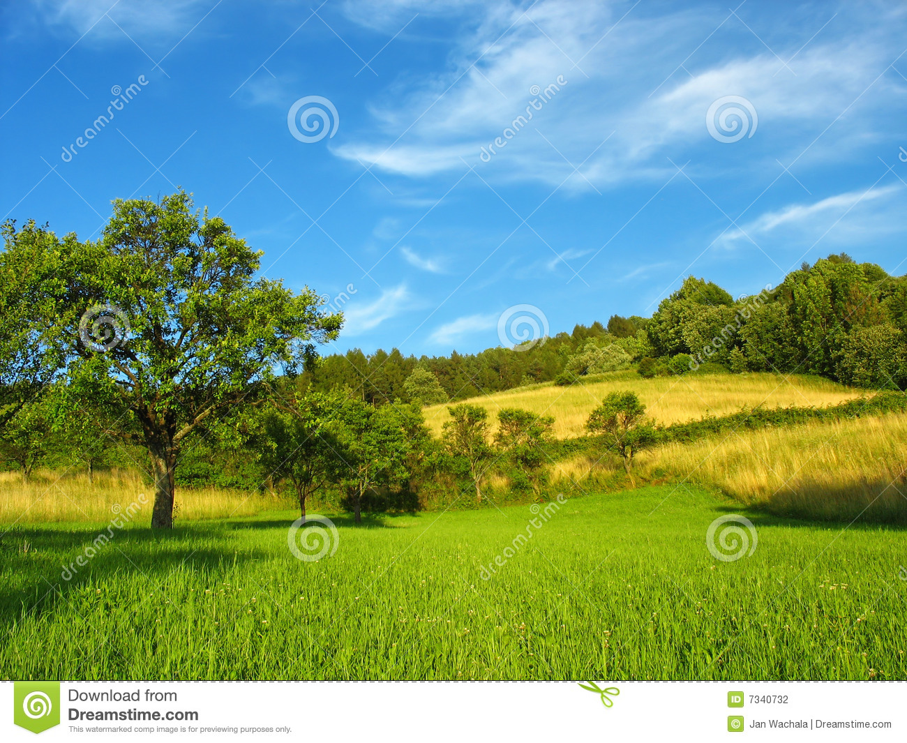 Beautiful Summer Landscape