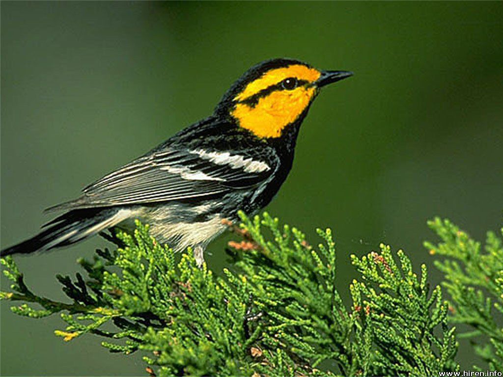 Beautiful Tree with Birds