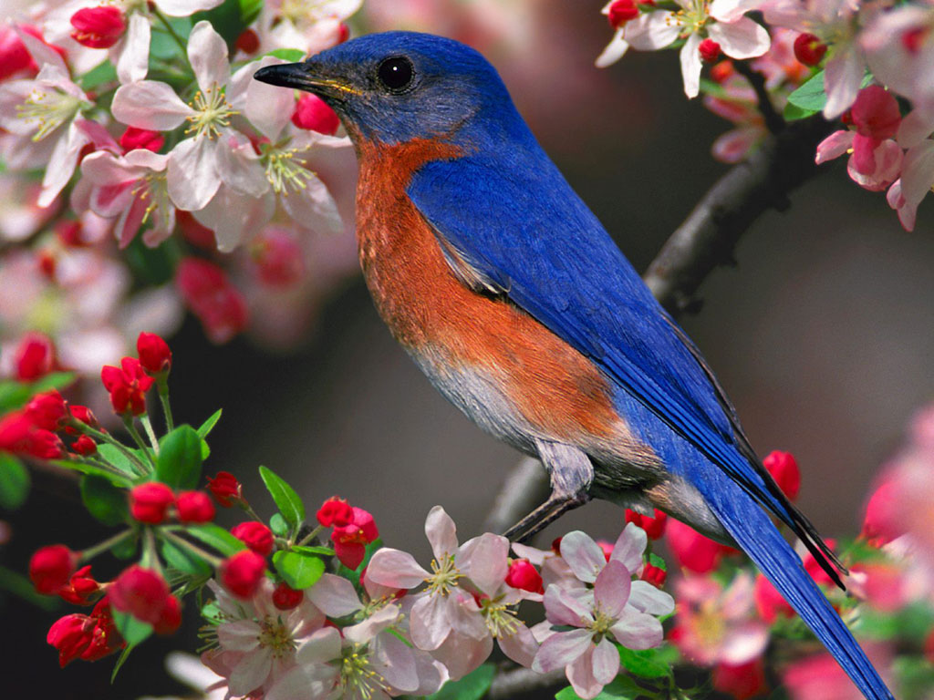 Bluebirds Bluebirds