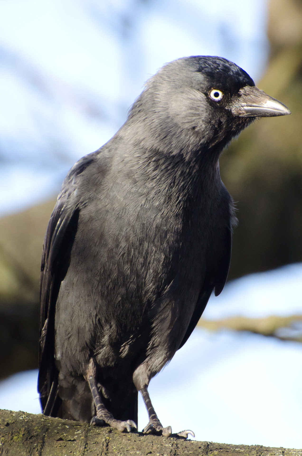 Free Public Domain Bird Images