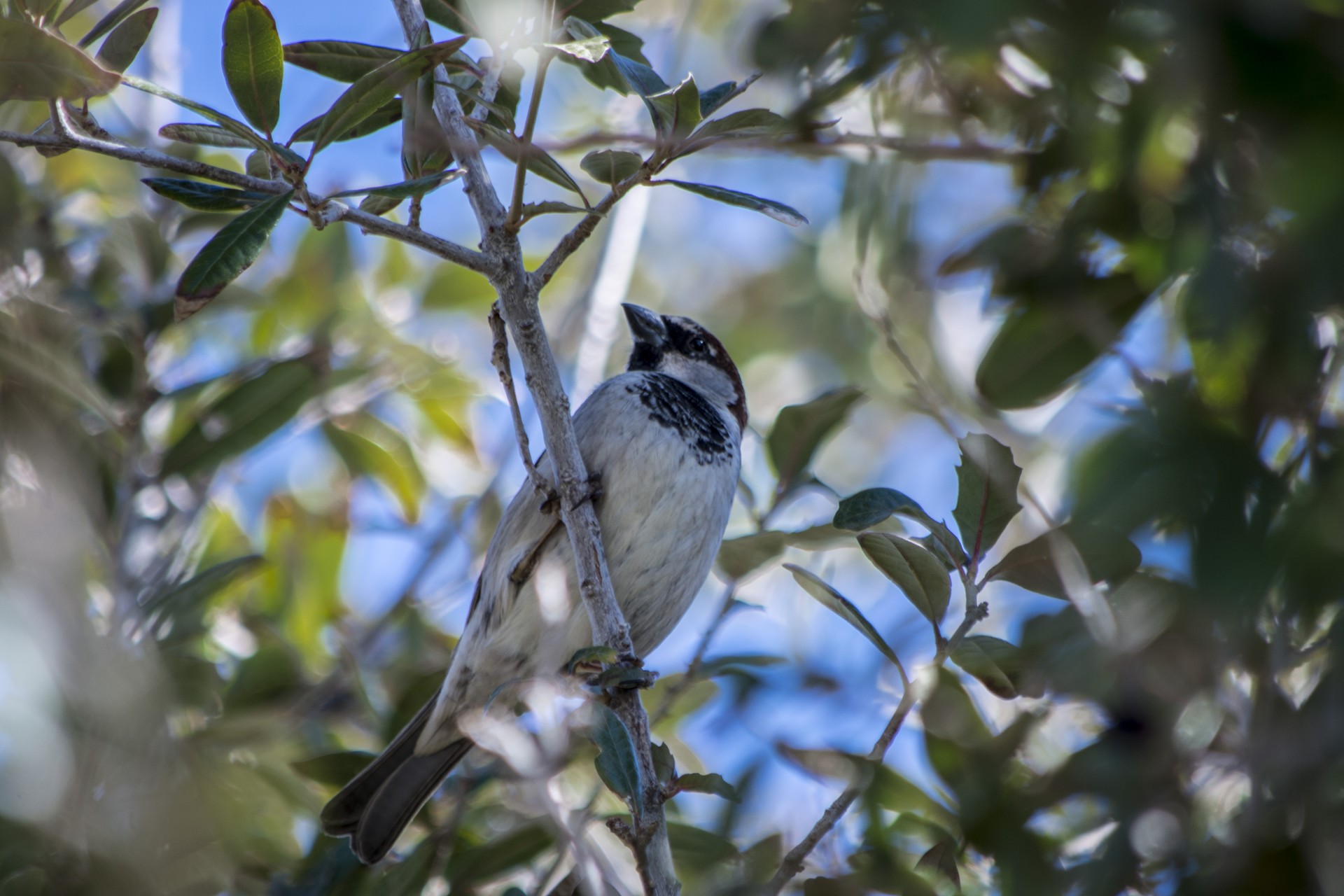 Free Public Domain Birds Free Public Domain Birds