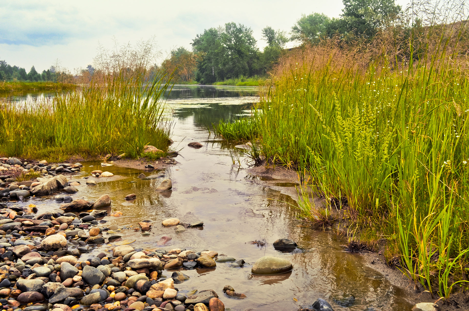 Free Summer Landscape