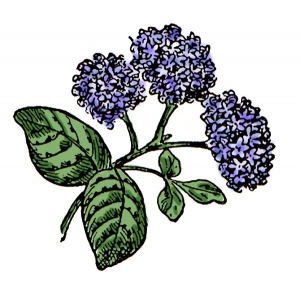 Hydrangea Clip Art