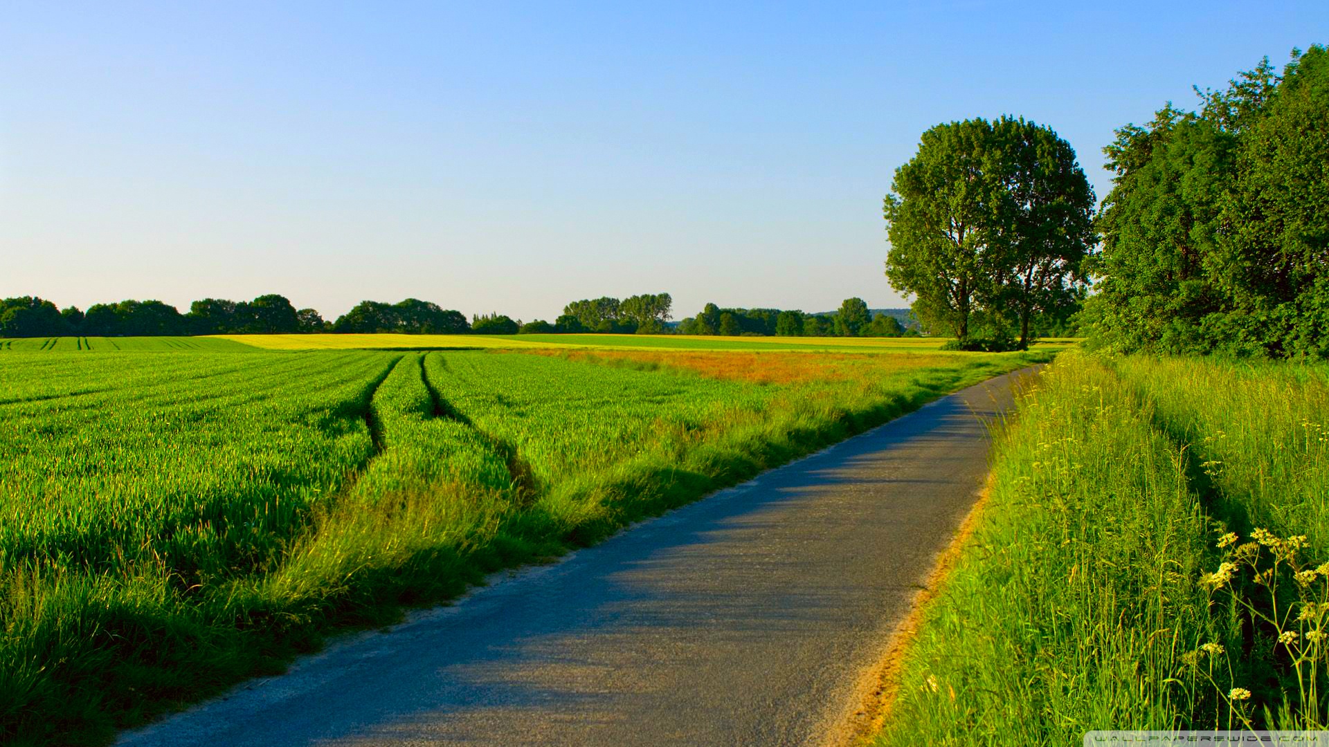 Landscape Summer Nature