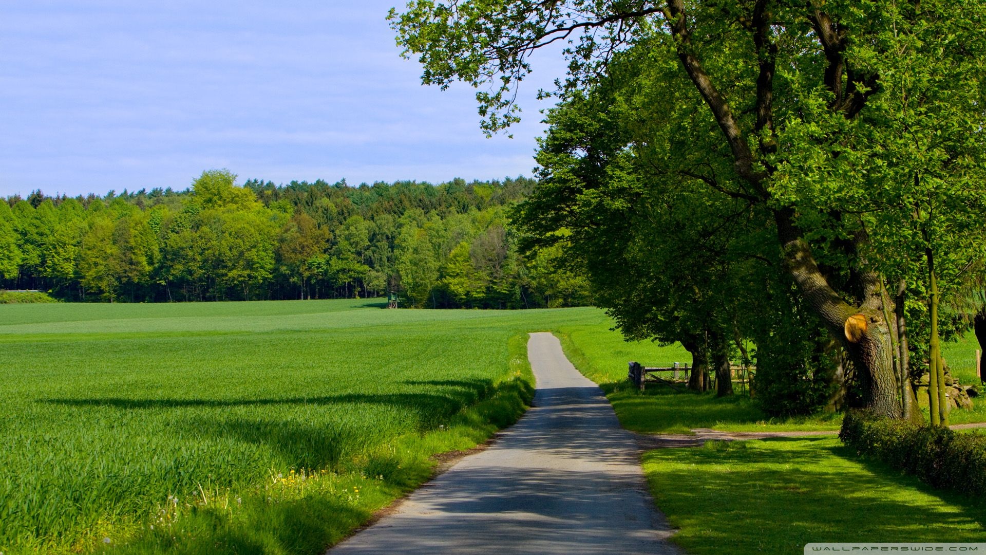 Landscape Summer Nature