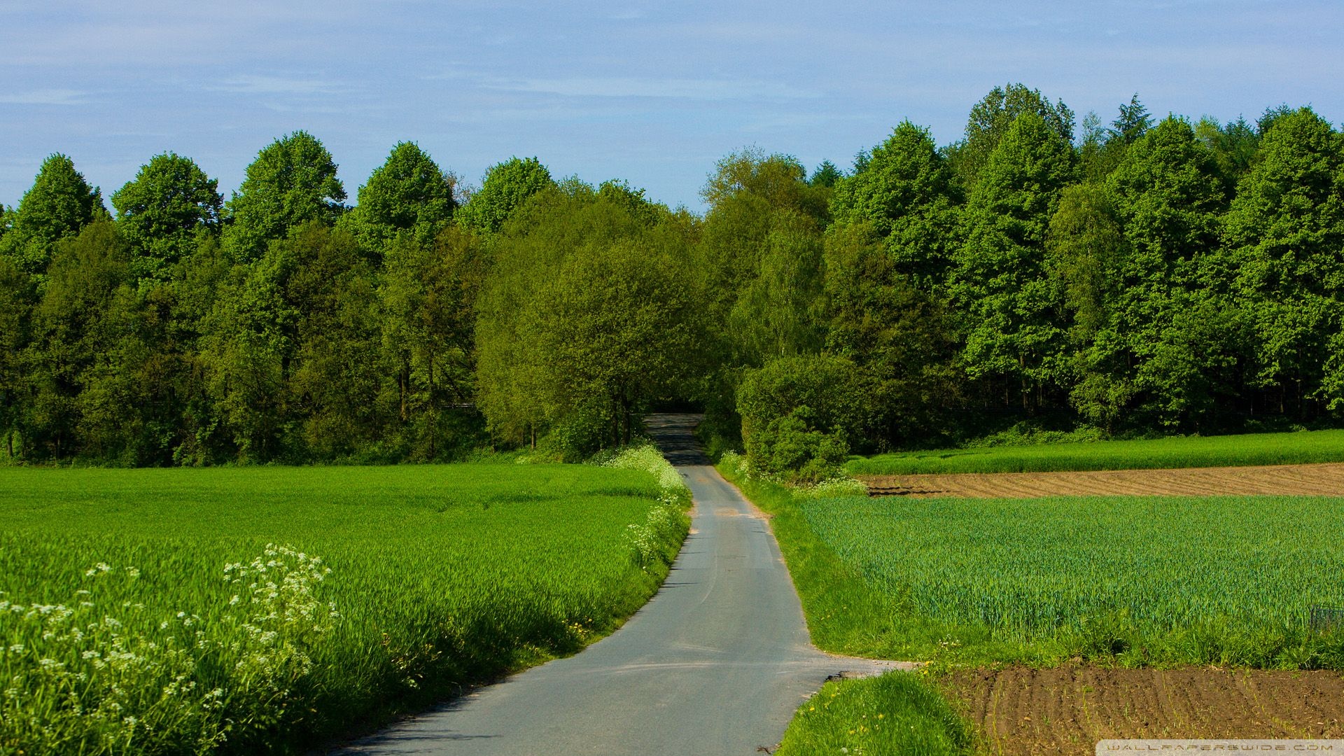 Landscape Summer Nature