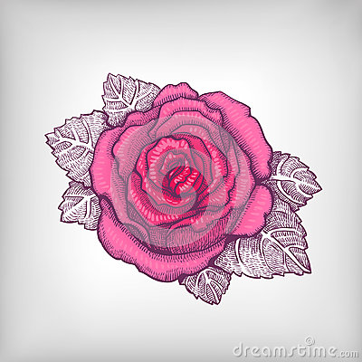 Pink Rose Drawing