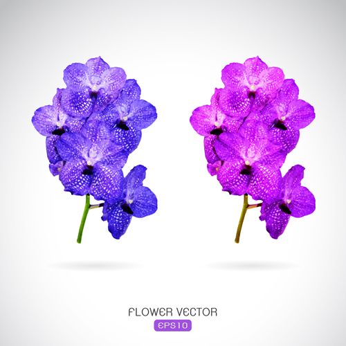 Purple Flower Vector Graphics