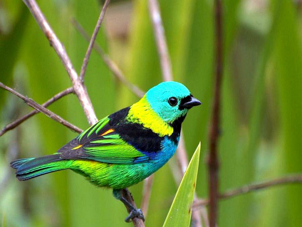 Small Colourful Birds