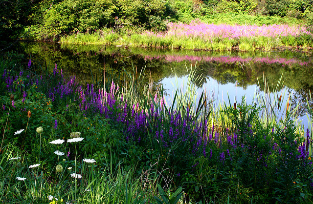 Summer Landscape Scenery