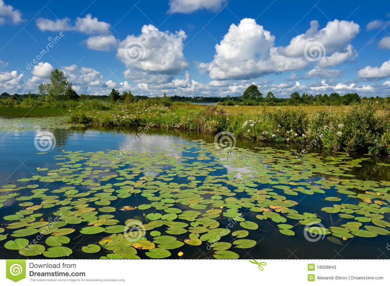 Summer Landscape