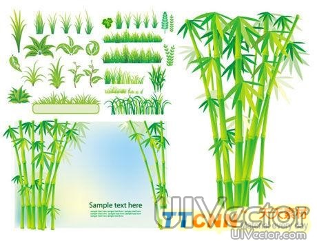Bamboo Graphic Design