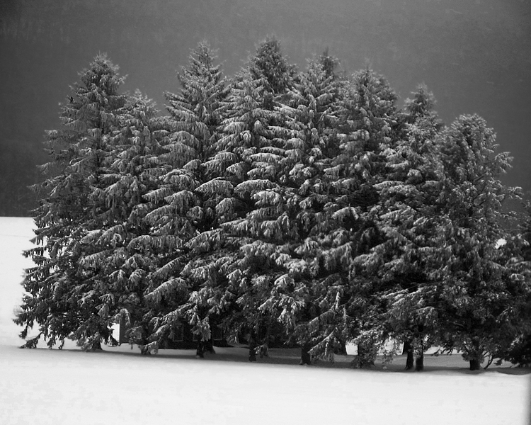 Black and White Tree Line