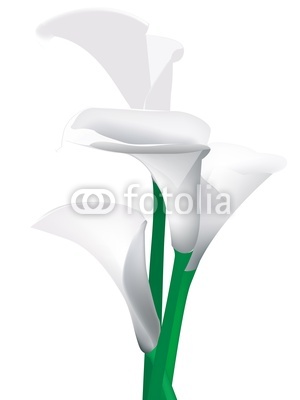 Calla Lilies Clip Art