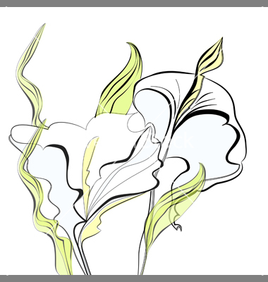 Calla Lily Flower Vector